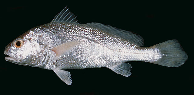 ปลาจวด
Johnius borneensis   (Bleeker, 1851)  
Sharpnose hammer croaker  
ขนาด 20cm