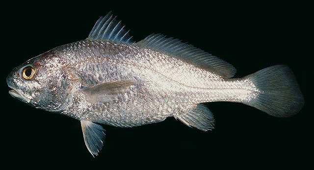ปลาจวด
Johnius dussumieri   (Cuvier, 1830)  
Sin croaker  
ขนาด 30cm
