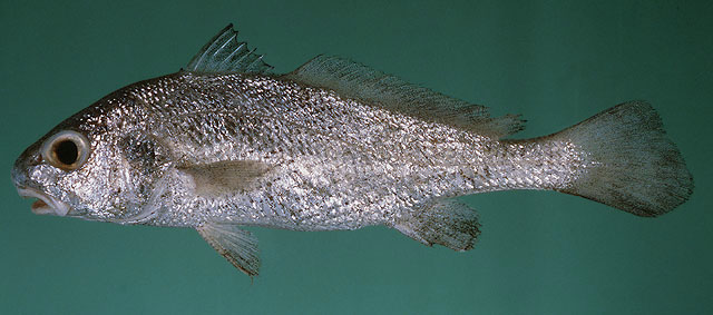 ปลาจวดสั้น
Johnius belangerii   (Cuvier, 1830)  
Belanger's croaker  

ขนาด 23cm