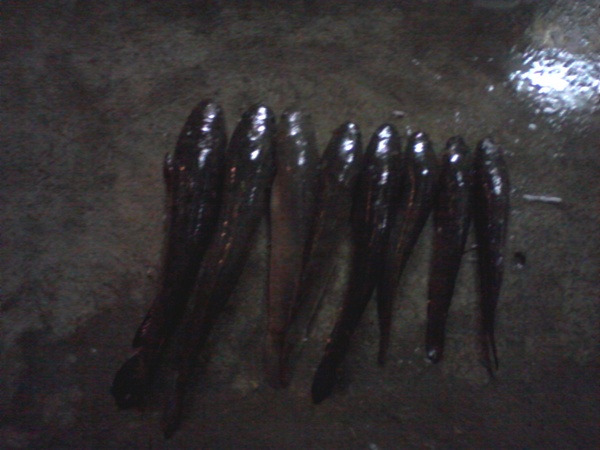 ได้มา   8 ครับ  บ่าย 2ถึง 6โมง

พอได้ต้ม