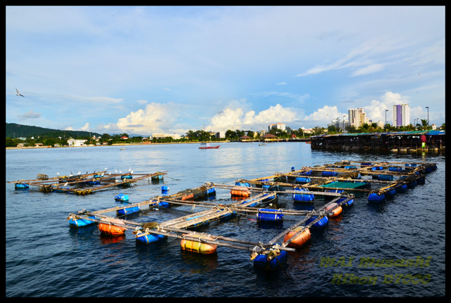 หันมาเห็นกระชังเลี้ยงปลากระพง

อาชีพที่รุ่งเรืองในอดีต

 :grin: :grin: :grin: :grin: