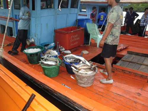 ปลารวมๆ ใน ทริปเรือพังครั้งนี้ เรือพังยังไงเดียวจะเอาคลิปมาให้ดูรอหน่อยคัฟ ^^ 