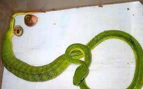 ดูงูเขียวหางไหม้ออกลูกเป็นตัว เป็นงูมีพิษอันตรายเหมืนกันครับ 