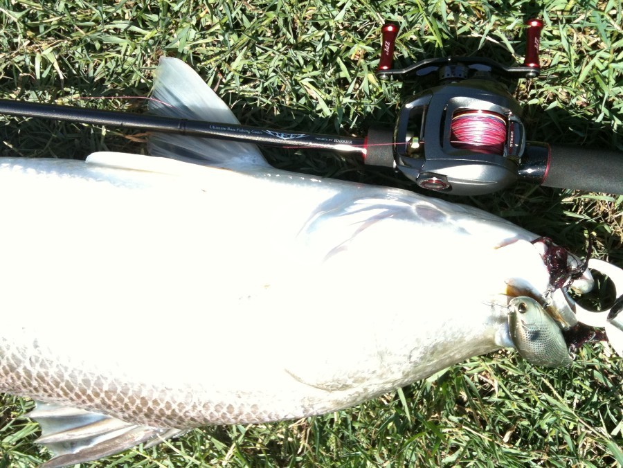 Steez Harrier (Japan) 7' 1" , 16-30 lb + Steez 100SH , pe 2
 :grin: :grin: :grin: