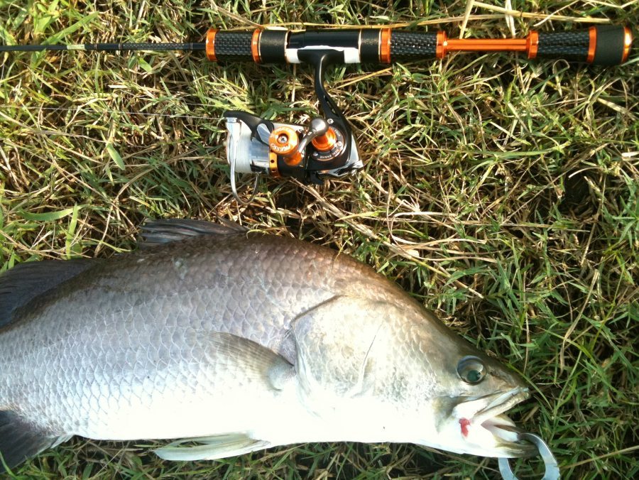 Presso limited ultralight 6' , 1-3 lb + Presso 1003 , pe 0.4 
เล่นกับน้องพงไซด์วัยกระเตาะครับ  1-2