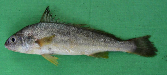 ปลาจวดหางเหลือง
Johnius macrorhynus   (Mohan, 1976)  
Big-snout croaker  
ขนาด 30cm