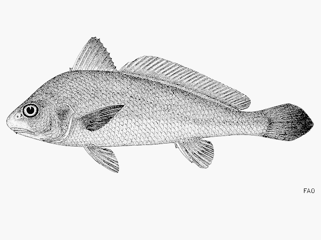 ปลาจวดเทียน
Johnius macropterus   (Bleeker, 1853)  
Largefin croaker  
ขนาด 20cm
พบปากแม่น้ำในเข