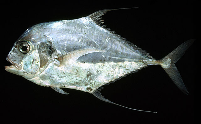 ปลาโฉมงาม
Alectis ciliaris   (Bloch, 1787)  
African pompano 
ขนาด 120 cm
พบตามแนวปะการัง กองหิน