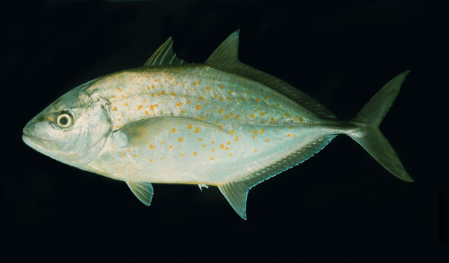 ปลากะมงเหลือง
Carangoides bajad   (Forsskål, 1775)  
Orangespotted trevally 
ขนาด 40cm
