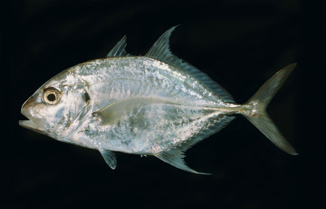 สวัสดี น้าa21
ปลากะมงแก้มดำ
Carangoides chrysophrys   (Cuvier, 1833)  
Longnose trevally  
ขนาด 