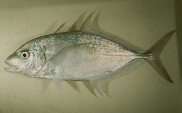 ปลากะมงข้างจุด แชกำ กะมงเลือด
Carangoides fulvoguttatus   (Forsskål, 1775)  
Yellowspotted t