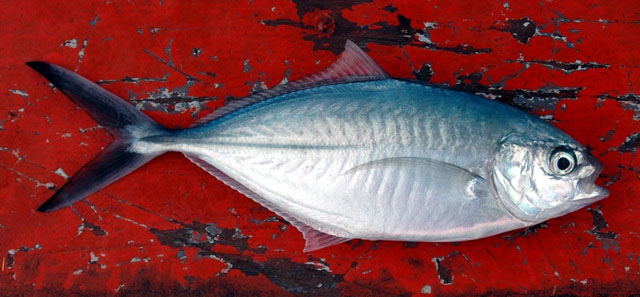 ปลาสีขนเกาะ
Alepes vari   (Cuvier, 1833)  
Herring scad  
 ขนาด 50cm
