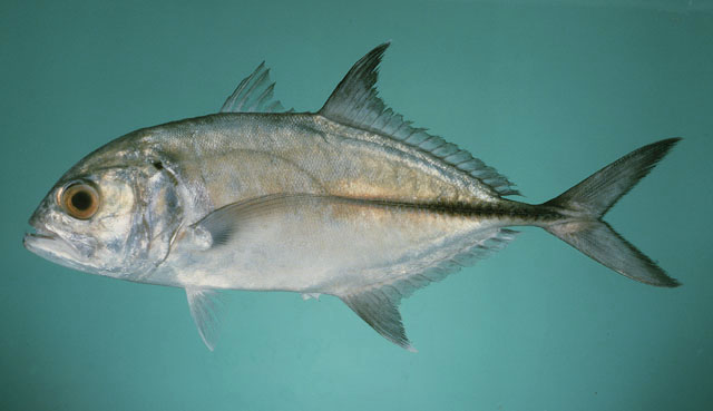 กะมงตาแดง กะมงตาโต
Caranx sexfasciatus   Quoy & Gaimard, 1825  
Bigeye trevally  
ขนาด 90cm