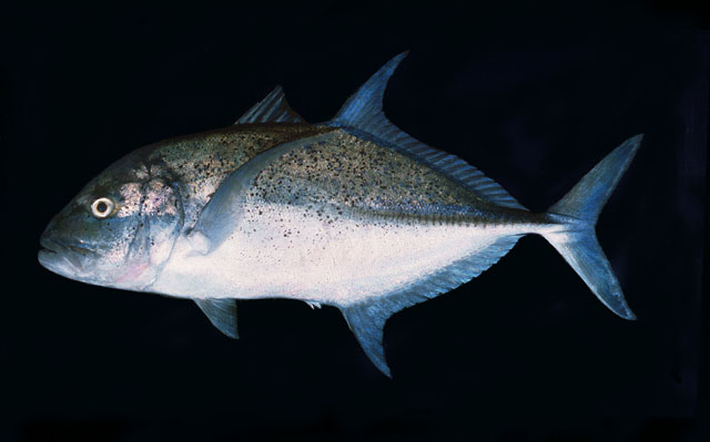 ปลากะมงครีบฟ้า
Caranx melampygus   Cuvier, 1833  
Bluefin trevally  
ขนาด 120cm
