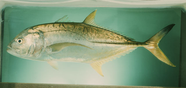 ปลากะมงขาว
Caranx heberi   (Bennett, 1830)  
Blacktip trevally  
ขนาด 9ocm