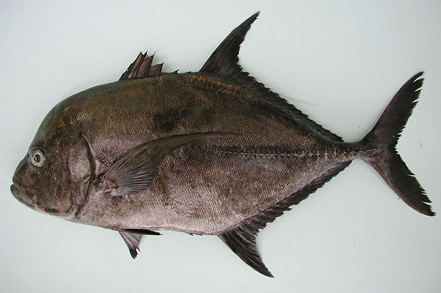 ปลากะมงดำ
Caranx lugubris   Poey, 1860  
Black jack  
ขนาด 80cm
 ผมเห็นเพื่อนๆทางฝั่งอันดามันได้
