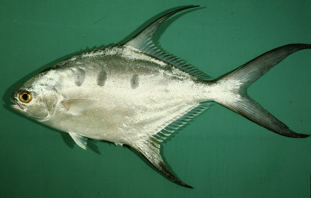 ปลาล่องลมลาย
Trachinotus botla   (Shaw, 1803)  
Largespotted dart  
ขนาด 40cm