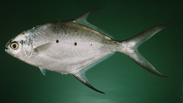 ปลาล่องลมจุด
Trachinotus baillonii   (Lacepède, 1801)  
Small spotted dart  
ขนาด 30cm
