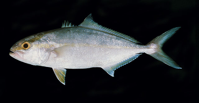 ปลาสำลีน้ำลึก
Seriola dumerili   (Risso, 1810)  
Greater amberjack  
ขนาด 150 cm