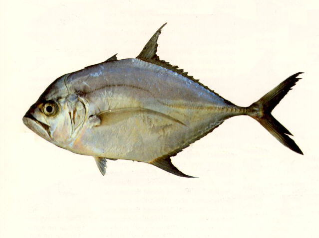 ปลามงปากกว้าง หูแพ
Ulua mentalis   (Cuvier, 1833)  
Longrakered trevally  
ขนาด 80cm
