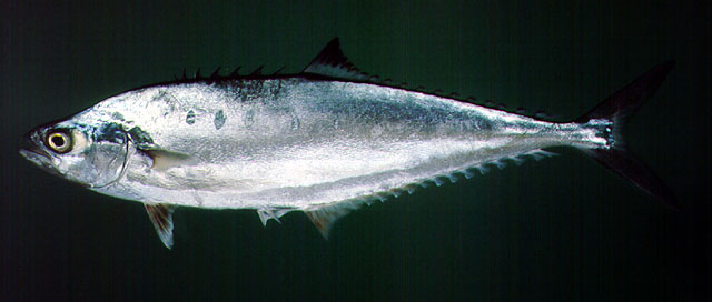 ปลาขานกยาง
Scomberoides tol   (Cuvier, 1832)  
Needlescaled queenfish  
ขนาด 40cm