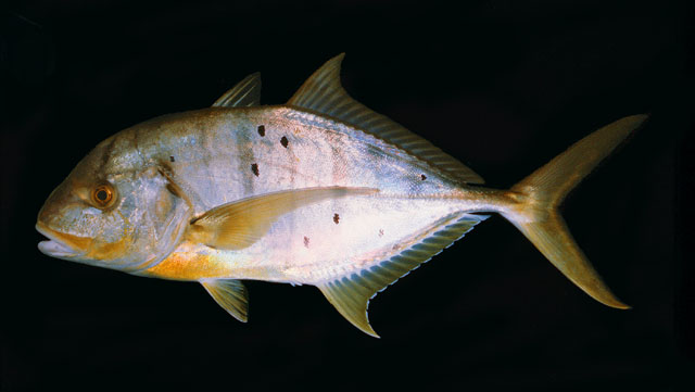 ปลาตะคองเหลือง
Gnathanodon speciosus   (Forsskål, 1775)  
Golden trevally  
ขนาด 120cm
