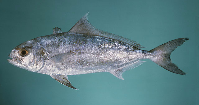 ปลาสำลี
Seriolina nigrofasciata   (Rüppell, 1829)  
Blackbanded trevally  
ขนาด 60cm
