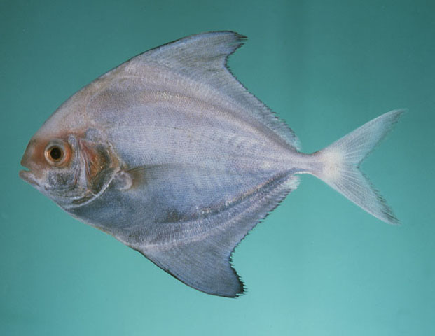 ปลาจะละเม็ดดำ
Parastromateus niger   (Bloch, 1795)  
Black pomfret  
ขนาด 60cm