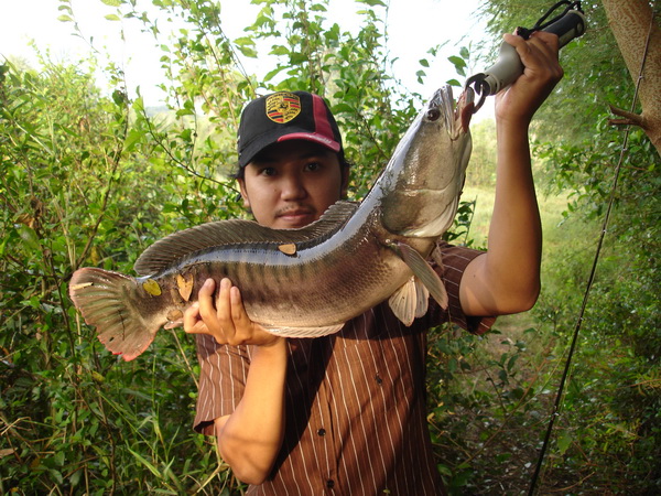 ทริปรวมมิตร  ช่อน ชะโด กบยาง เขียดดด กบโดด หมายมั่วนะ