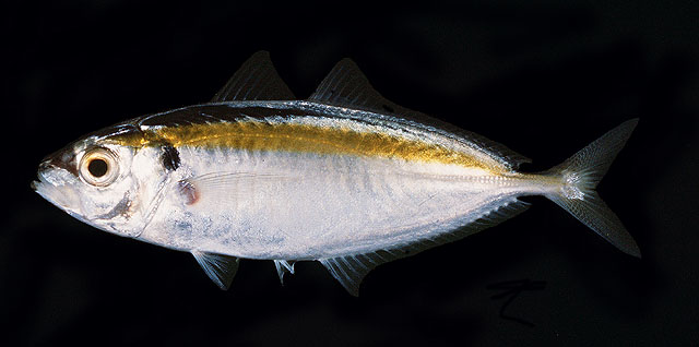 ปลาสีกุนข้างเหลือง
Selaroides leptolepis   (Cuvier, 1833)  
Yellowstripe scad  
ขนาด 18cm
