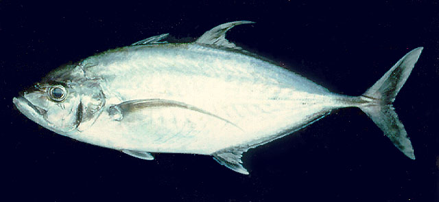 ปลากะมงแก้มหนา
Carangoides plagiotaenia   Bleeker, 1857  
Barcheek trevally  
ขนาด 60cm