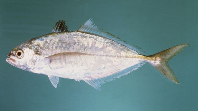 ปลาสีขน
Alepes melanoptera   (Swainson, 1839)  
Blackfin scad  
ขนาด 30cm