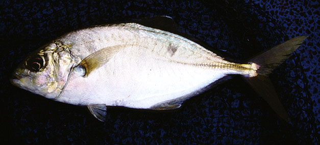 ปลาสีกุนครีบดำ
Carangoides praeustus   (Anonymous [Bennett], 1830)  
Brownback trevally  
ขนาด 30