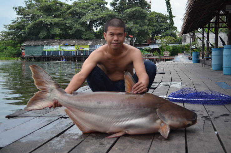 [q][i]อ้างถึง: divil_fish posted: 08-11-2554, 00:00:16[/i]





ตาต่อเปลี่ยนรูป  Profile  เป็น