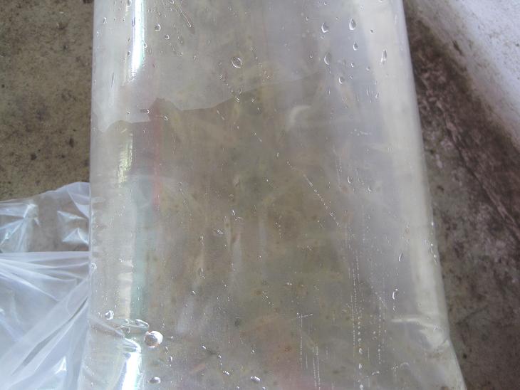 เหยื่อ..หาอะไรไม่ค่อยได้ครับได้กุ้งฝอยมาถุงนึง 10 บาทจากร้านปลาสวยงาม ตัวขนาดเล็กๆกลังพอดีคำเลยครับ
