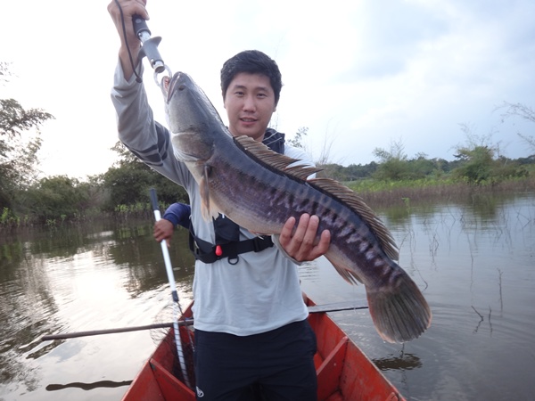 ตัวนี้กัดบัทเบทเหมือนกันครับ ขนาดประมาณ 4โลกว่าๆ 