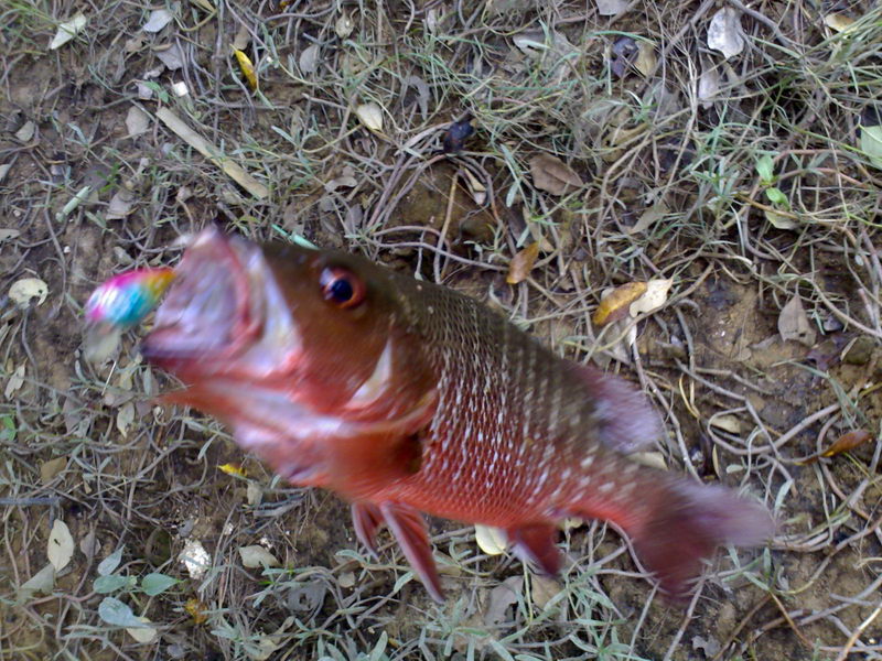 

ไม่เคยตีเหยื่อปลอมปลาทะเลเลย............ครั้งนี้เป็นครั้งแรกและเป็นปลากระพงแดงตัวแรกในชีวิตเลย..