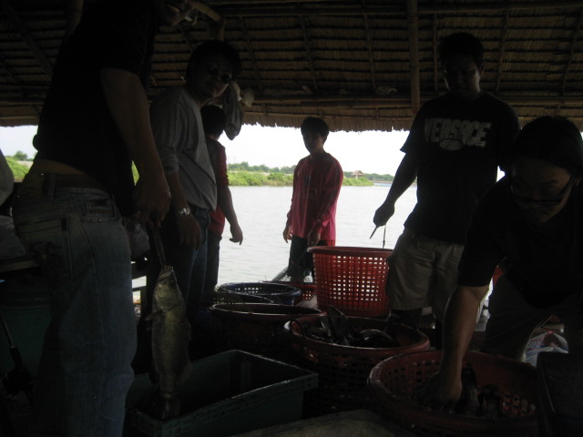 

จากการขอความช่วย จากเพื้อนๆได้ปลาขึ้นมา ประมาณ 600 ตัว 
จากกระทู้นี้
[url='http://www.siamfis