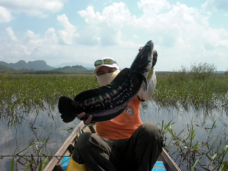 [q][i]อ้างถึง: kongfishing posted: 11-11-2554, 21:23:52[/i]

 :grin: :grin: :grin: :grin: :grin:[/