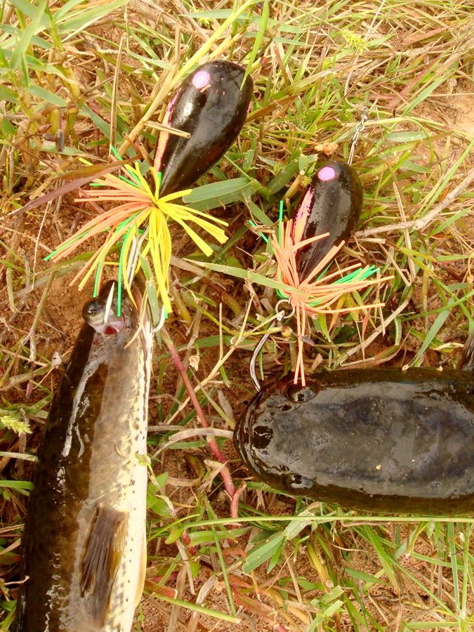 สุดครับน้า...ขอบอก 

------------------



สวัสดีครับน้า... FiShinGPex.. ขอบคุณที่ตามชมนะครับ
