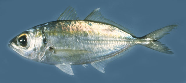 ปลาสีกุนตาวัว
Selar boops   (Cuvier, 1833)  
Oxeye scad  
ขนาด25cm