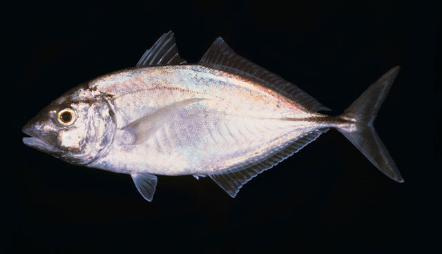 ปลามงน้ำลึก
Carangoides equula   (Temminck & Schlegel, 1844)  
Whitefin trevally  
ขนาด40cm