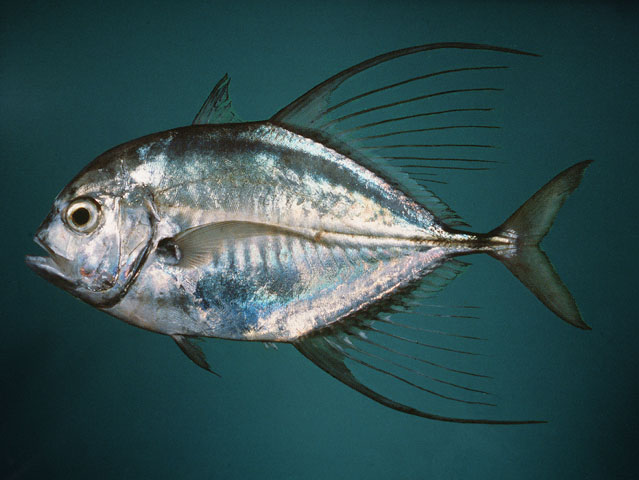 ปลามงแซ่
Carangoides hedlandensis   (Whitley, 1934)  
Bumpnose trevally  
ขนาด32cm