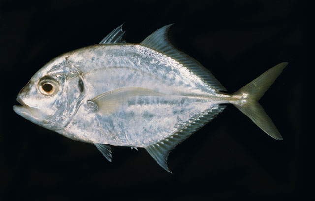 ปลาสีกุนหน้านวล
Carangoides malabaricus   (Bloch & Schneider, 1801)  
Malabar trevally  
ขนาด 50c