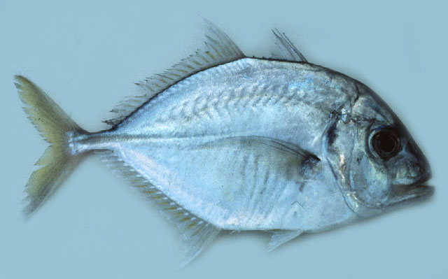 ปลมงหัวดำ
Carangoides talamparoides   Bleeker, 1852  
Imposter trevally  
ขนาด 40cm