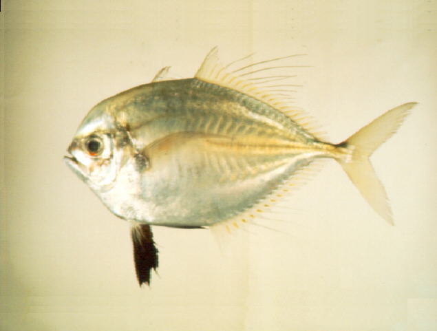 ปลาสีกุนทอง
Atropus atropos   (Bloch & Schneider, 1801)  
Cleftbelly trevally  
ขนาด 20cm