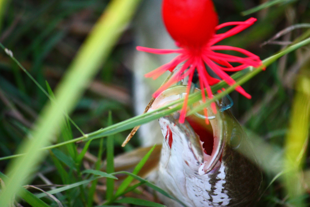 แซ่บบ่..... :laughing: :laughing: :laughing: :laughing: :laughing: :laughing: :laughing: