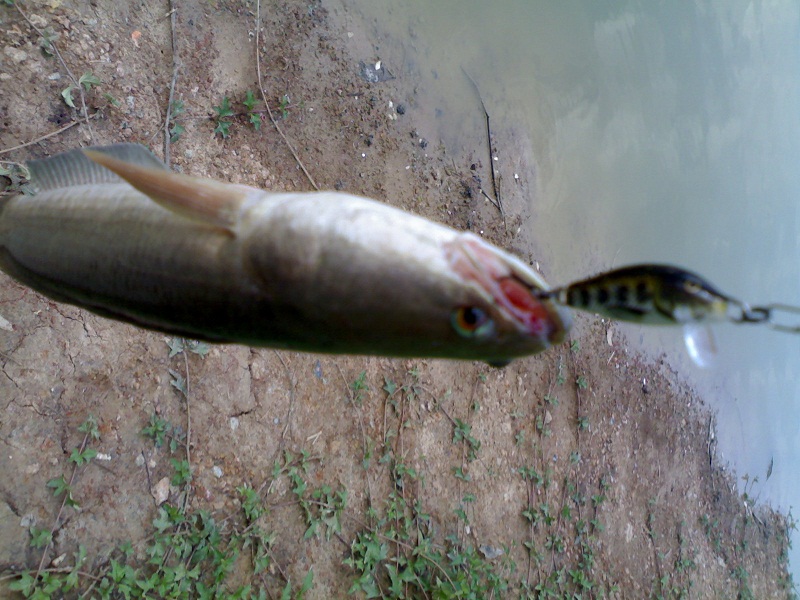 ลูกปลาช่อนแม่น้ำ ของฝากจากแม่น้ำปราจีนเหมือนกัน  :laughing: :laughing: :laughing:
