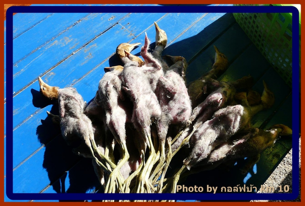 เดินผ่านถึงกับน้ำลายสอ นกไก่นานี้หว่าผัดเผ็ดอร่อยสวดยอดด :grin: :grin: