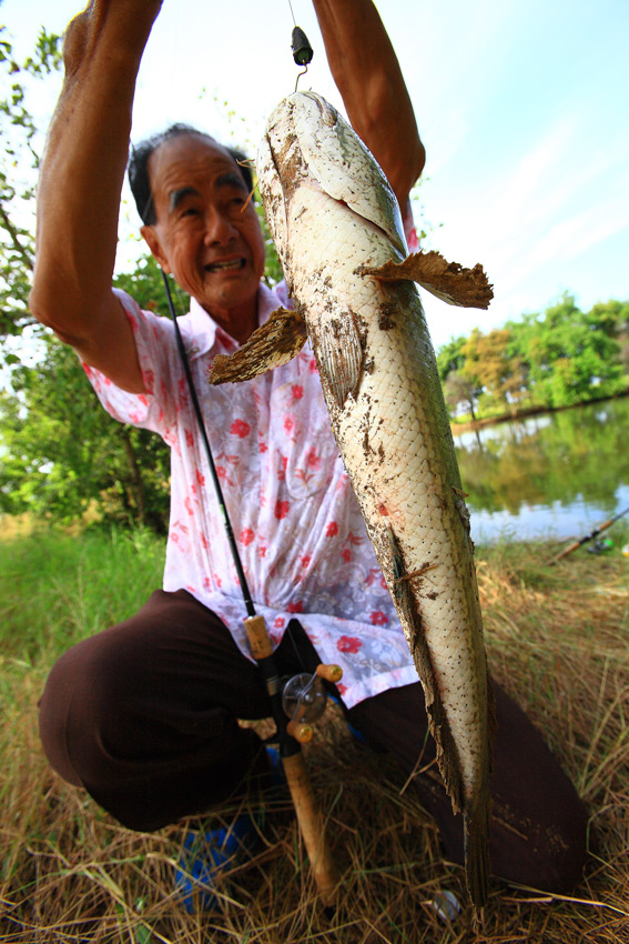 เท็กซัสริ๊กของผมก็ไม่ยอมแพ้ งัดขึ้นมาอีกตัว 1.5 kg ให้คุณพ่อยกให้ชมครับ